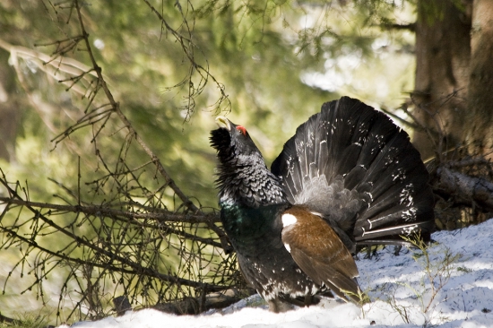 Tetrao urogallus-Tetrov hlucháň