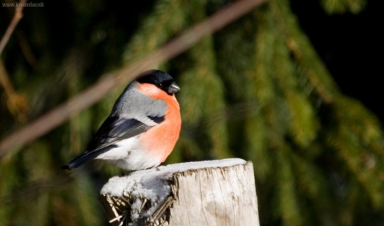 Hýľ lesný /Pyrrhula pyrrhula/