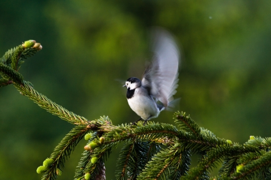 Trasochvost biely (Motacilla alba)