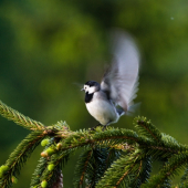 Trasochvost biely (Motacilla alba)