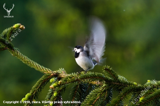 Trasochvost biely (Motacilla alba)