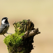 Sýkorka uhliarka/Parus ater/