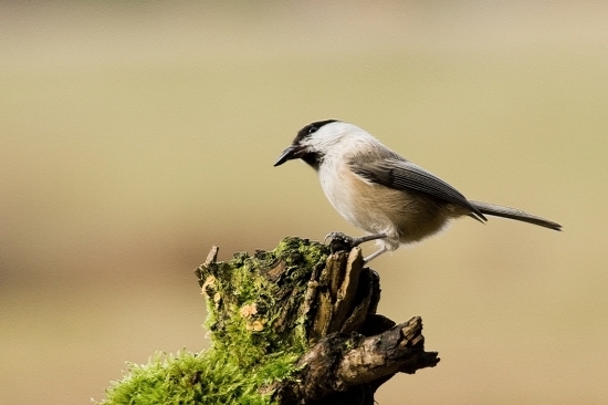 Sýkorka čiernohlvá /Parus montanus/