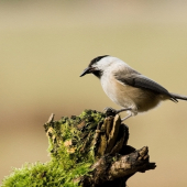 Sýkorka čiernohlvá /Parus montanus/
