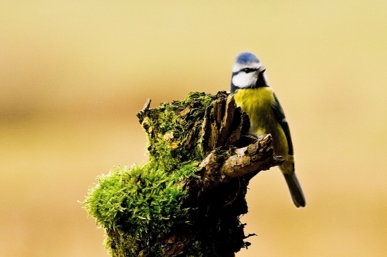 Sýkorka belasá /Parus caeruleus/
