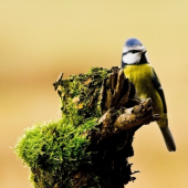 Sýkorka belasá /Parus caeruleus/
