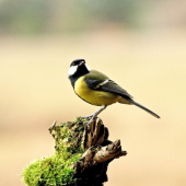 Sýkorka bielolíca /Parus major/