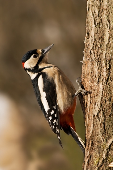 Ďateľ veľký /Dendrocopos major/