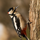 Ďateľ veľký /Dendrocopos major/