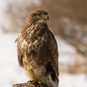 Myšiak lesný /Buteo buteo/