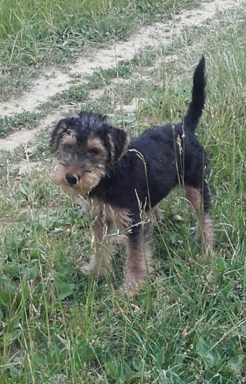 Aslan s kĺušovskeho chotara