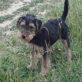 Aslan s kĺušovskeho chotara