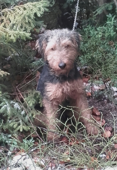 Aslan s Kĺušovskeho chotara