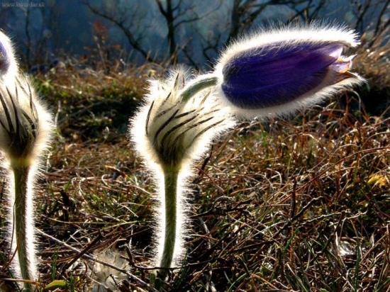 Poniklec v protisvetle