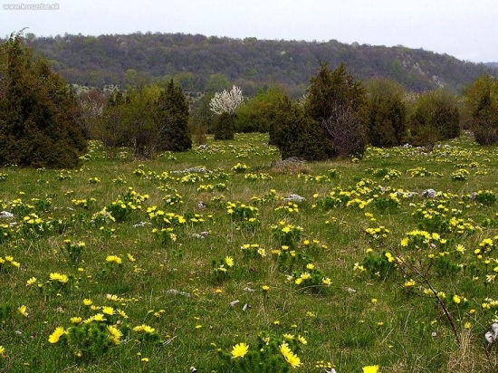 Neuveriteľná záplava hlaváčikov