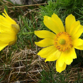 Hlaváčik