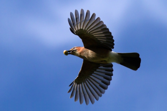Sojka na žaľudoch...