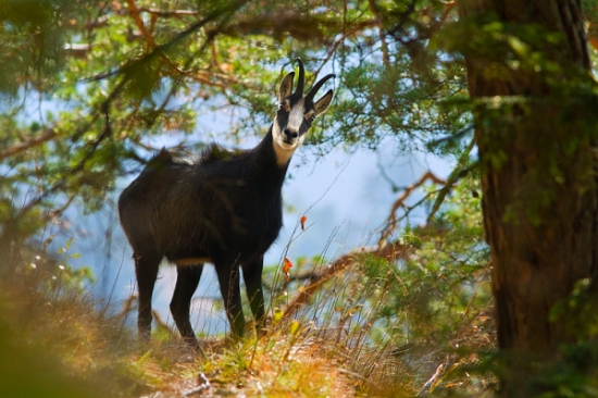 Kamzík vrchovský alpský (Fatranský)