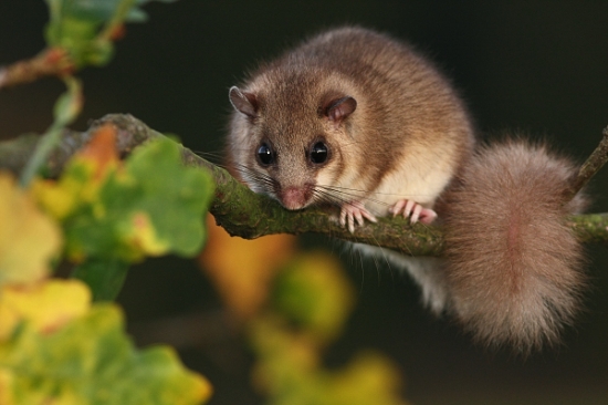 Lesný škriatok - plch sivý