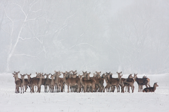 jelenia zver v Turci