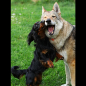 Trenujeme lov vlkov :)