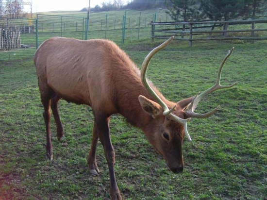 Jeleň wapiti