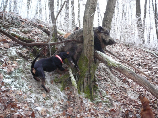 Husársky kúsok diviaka po ulovení