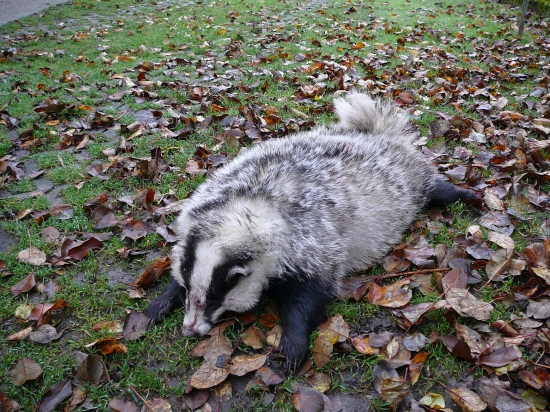 Môj úlovok. Meles meles