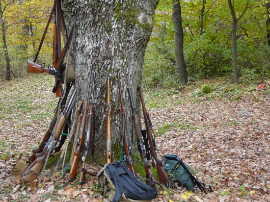 Ozbrojený starý dub.
