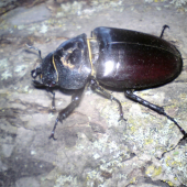 na jabloni