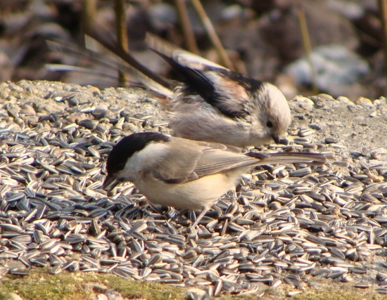 Mlynárka dlhochvostá a sýkorka čiernohlavá
