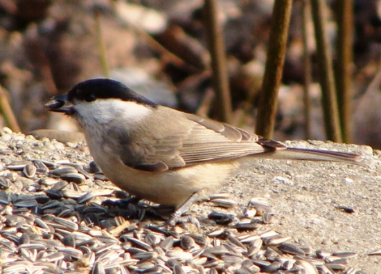 sýkorka čiernohlavá