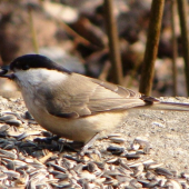 sýkorka čiernohlavá