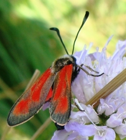 Vretienka materinodúšková