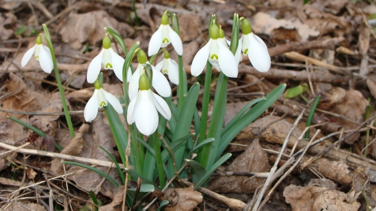 Snežienky v plnom rozkvete...