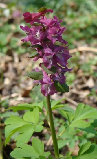 Chochlačka dutá /Corydalis cava