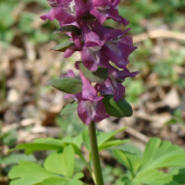 Chochlačka dutá /Corydalis cava