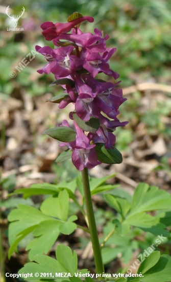 Chochlačka dutá /Corydalis cava