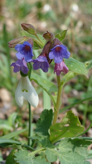 Pľúcnik lekársky /Pulmonaria officinalis