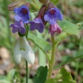 Pľúcnik lekársky /Pulmonaria officinalis