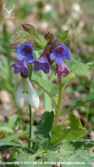 Pľúcnik lekársky /Pulmonaria officinalis