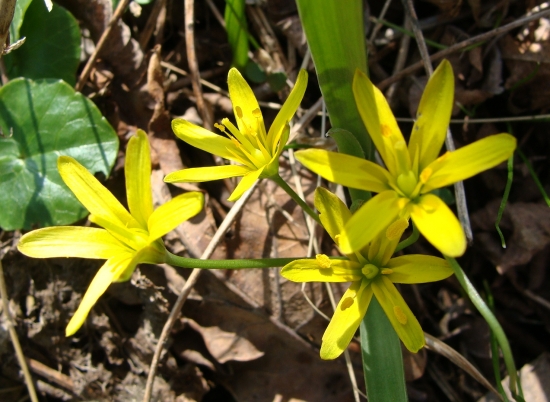 Krivec žltý /Gagea lutea