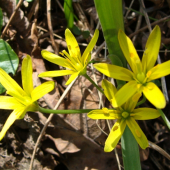 Krivec žltý /Gagea lutea