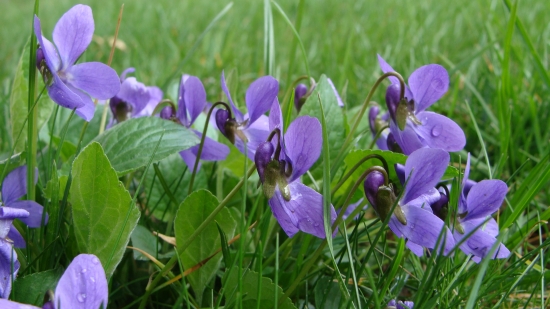 aprílová krása...