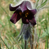 Poniklec lúčny český /Pulsatilla pratensis subsp.bohemica
