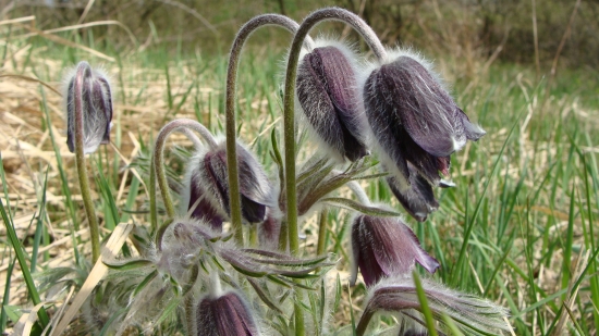 Poniklec lúčny český