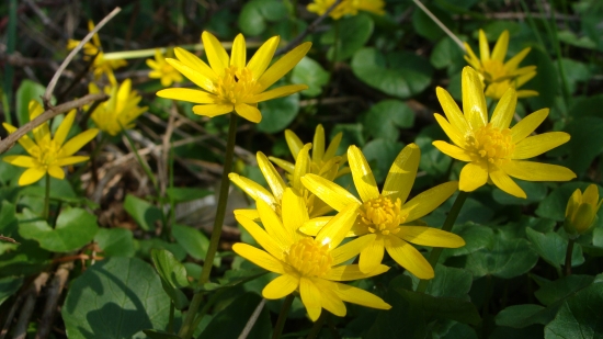 Blyskáč jarný /Ficaria verna