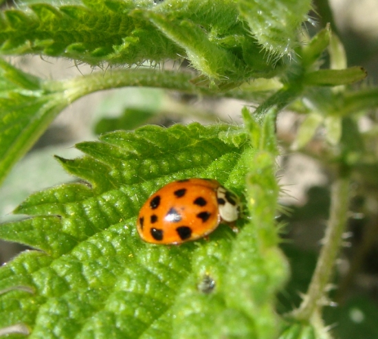 Harmonia Axiridus /Ázijská lienka