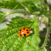 Harmonia Axiridus /Ázijská lienka
