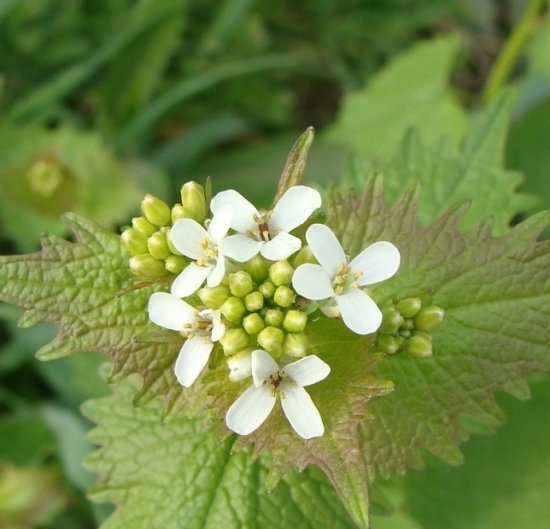 Cesnačka lekárska /Alliaria petiolata
